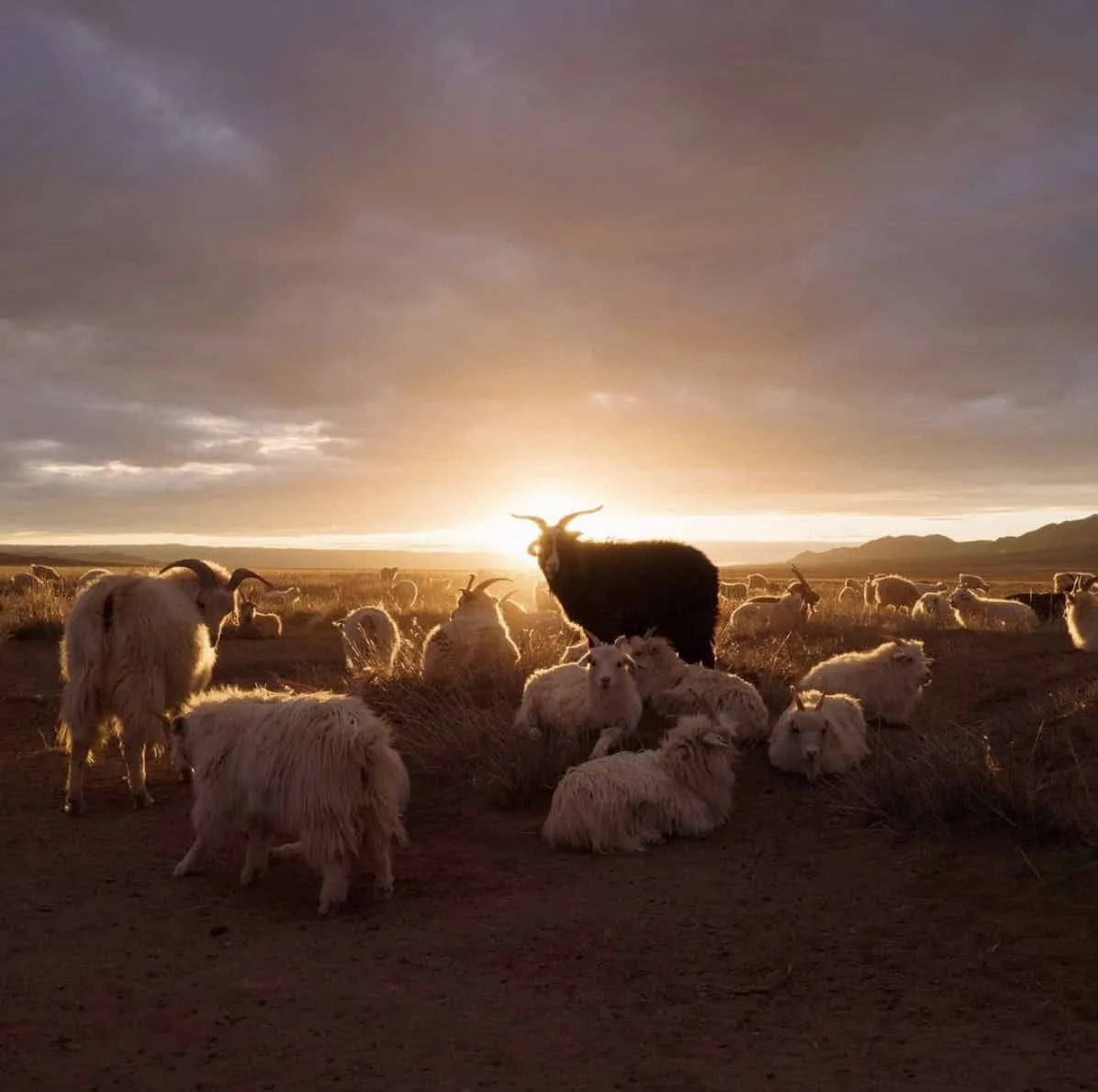 Vores cashmere geder producerer det bedste grade A cashmere til alle vores styles. 100% naturlig og luksuriøs.