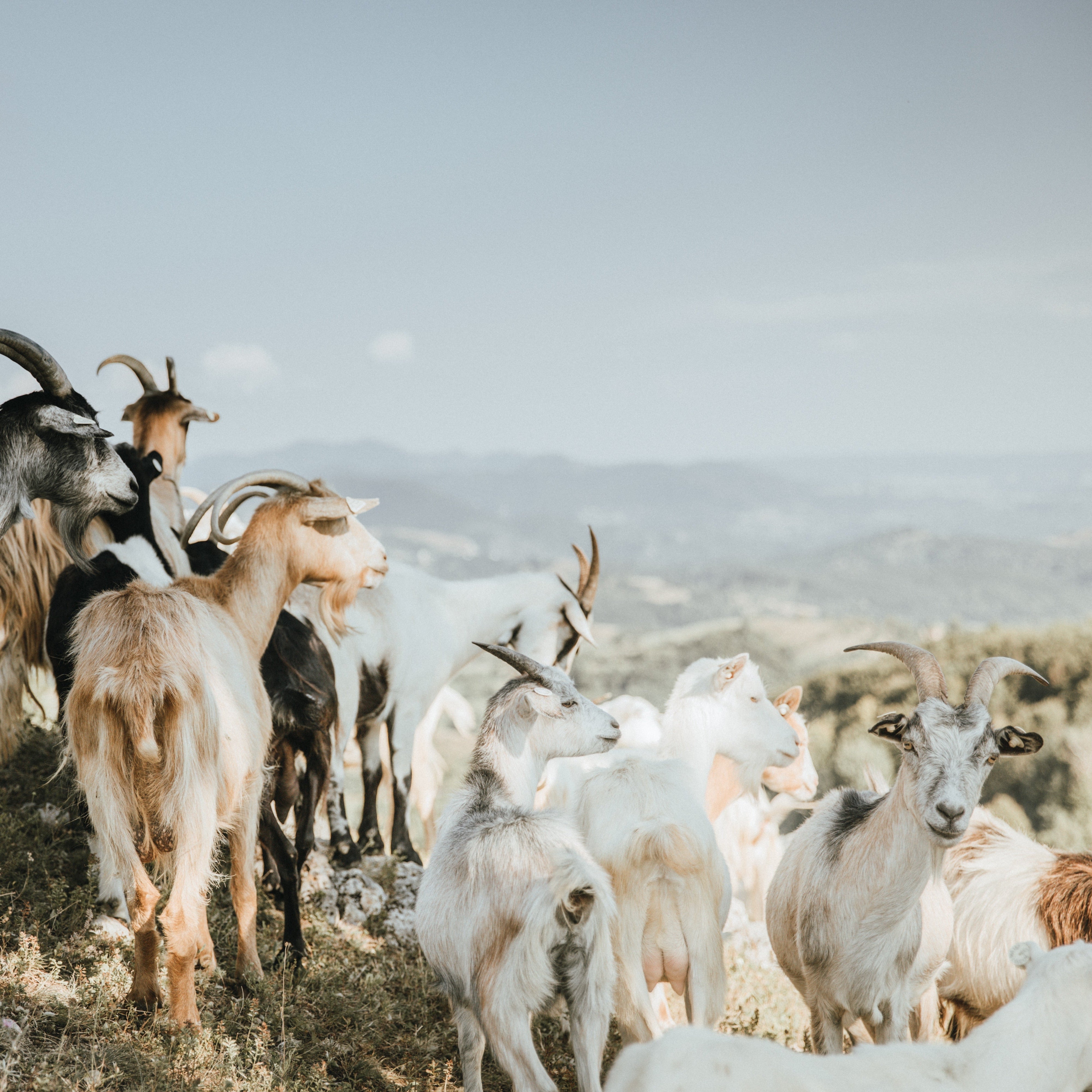 Alle vores cashmere geder kommer fra Indre Mongoliet, hvor de producerer den bedste grade A cashmere.