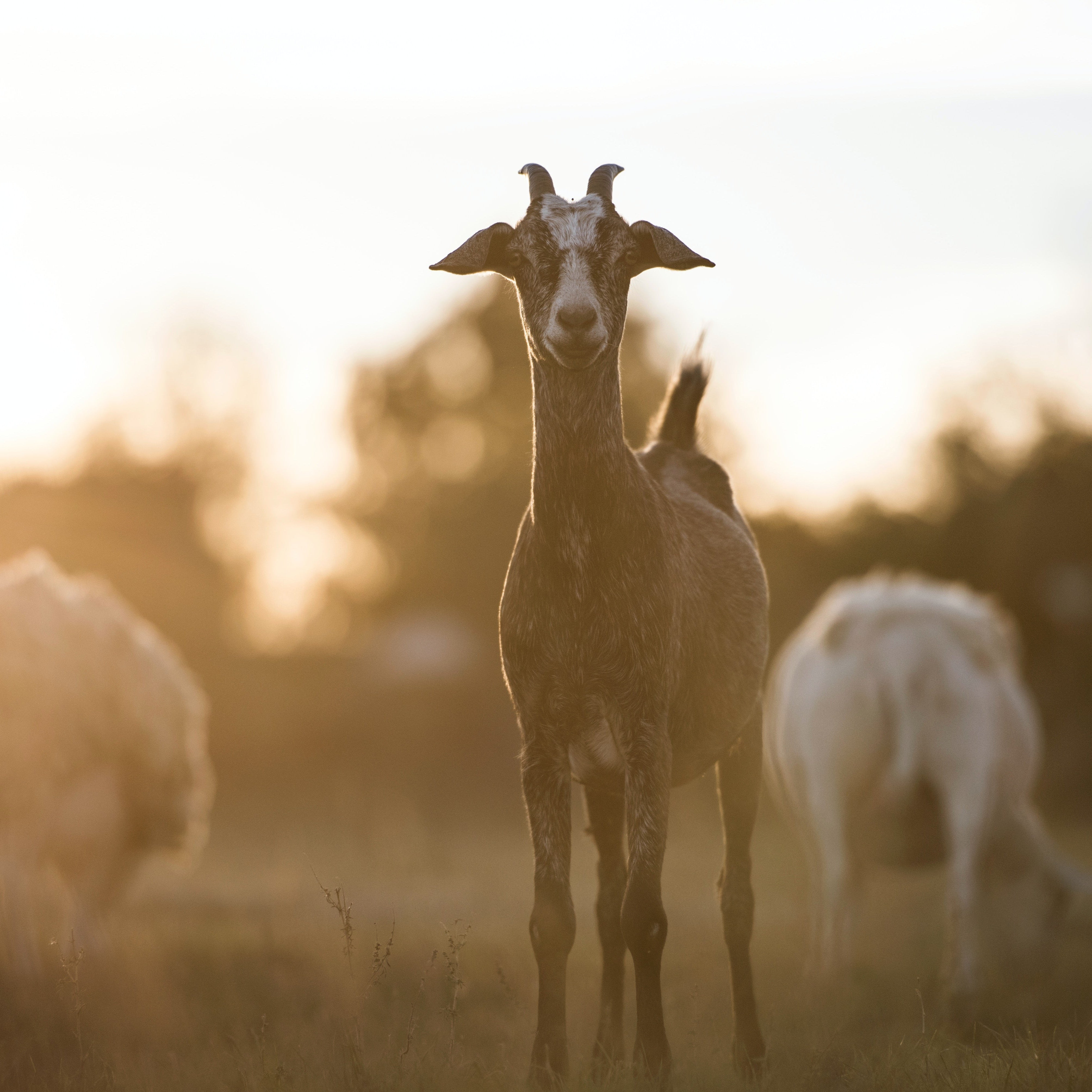 Vores Grade A Cashmere kommer fra Indre Mongoliet og er spundet fra geder der lever i bjergene. 