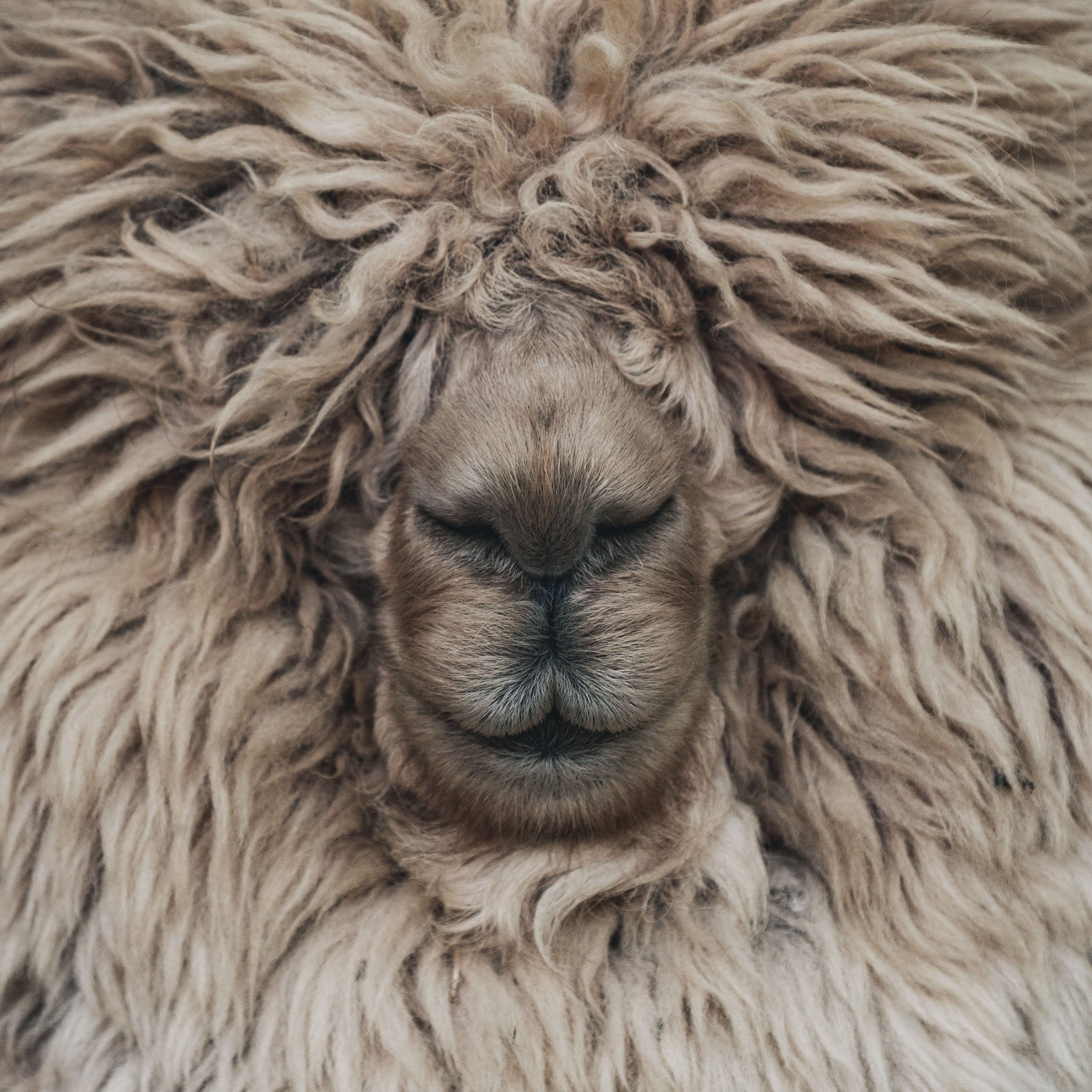 Grade A Cashmere - 100% naturlig luksus fra Wuth Copenhagen