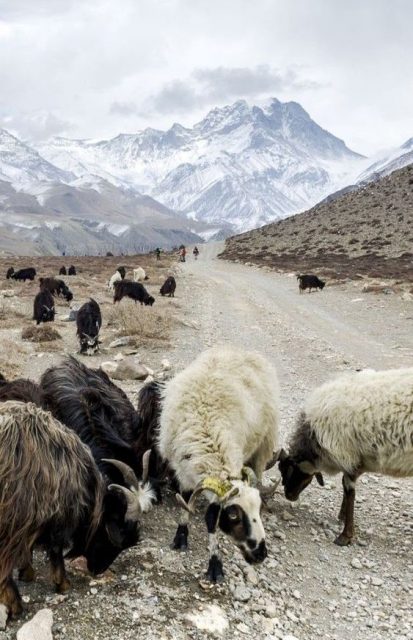 Cashmere goats in the mountains of Nepal